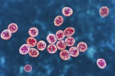 Bacteria methicillin-resistant Staphylococcus aureus MRSA Ilustração Stock