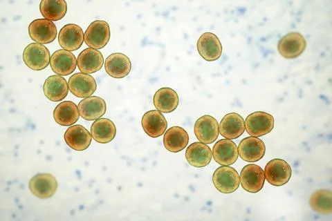Bacteria methicillin-resistant Staphylococcus aureus MRSA Illustrazione stock