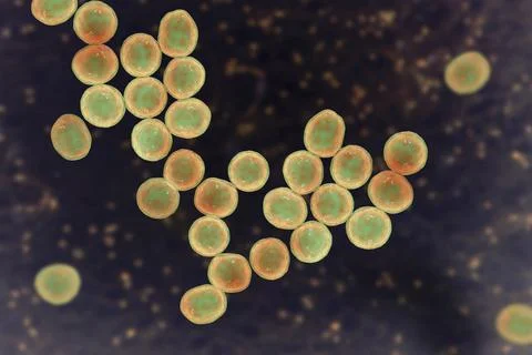 Bacteria methicillin-resistant Staphylococcus aureus MRSA Stock Illustration
