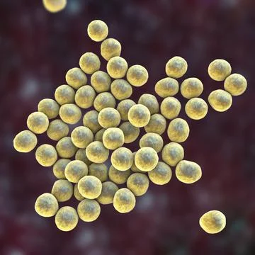 Bacteria methicillin-resistant Staphylococcus aureus MRSA Illustrazione stock