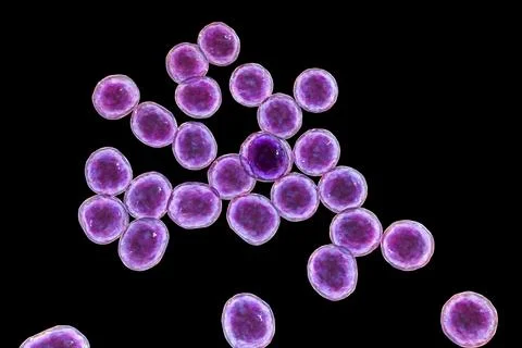 Bacteria methicillin-resistant Staphylococcus aureus MRSA Illustrazione stock