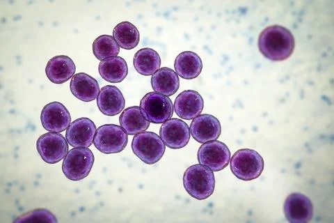 Bacteria methicillin-resistant Staphylococcus aureus MRSA Illustrazione stock