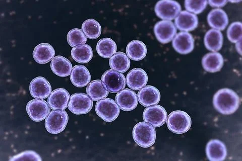 Bacteria methicillin-resistant Staphylococcus aureus MRSA Illustrazione stock