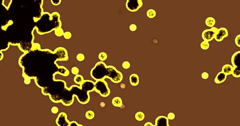 Bacteria micro particals Stock Footage 52940162