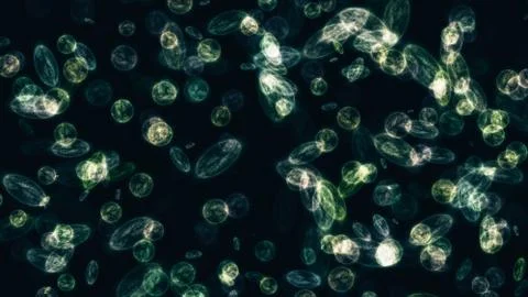 Bacteria microorganisms microscope Stock Illustration