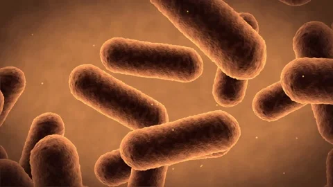 Bacteria microorganisms moving under the microscope. Stock Footage 336707015