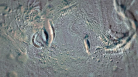 Bacteria in Microscope Vídeo Stock 1008881