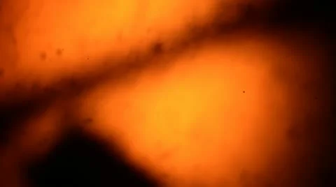 Bacteria from a microscope 스톡 동영상 10885854