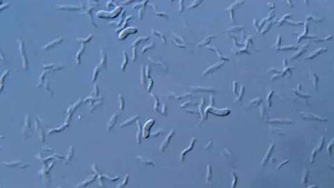 Bacteria Movement Under the Microscope, 400x Video stock 317140316