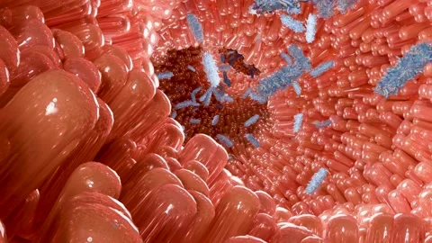 Bacteria Moving Between Intestinal Microvilli, Gut Microbiota 스톡 동영상 337696768