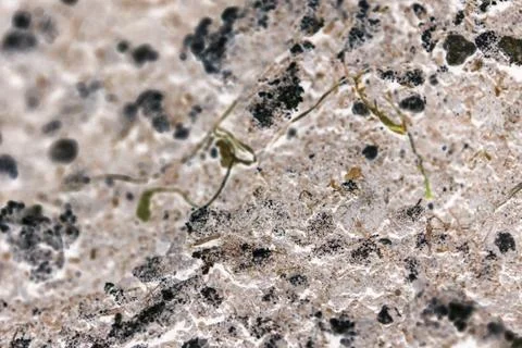 Bacteria or cells under a microscope. Multiplication of bacteria or infection Stock Photos