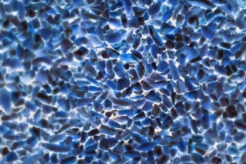 Bacteria or cells under a microscope. Multiplication of bacteria or infection Stock Photos