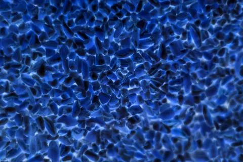Bacteria or cells under a microscope. Multiplication of bacteria or infection Stock Photos