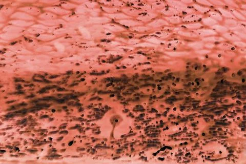 Bacteria or cells under a microscope. Multiplication of bacteria or infection Stock Photos