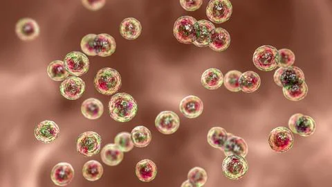 Bacteria Pediococcus, 3D illustration Stock Illustration