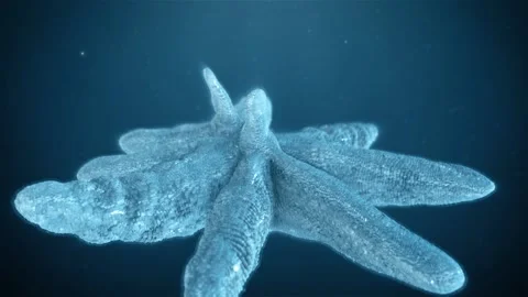 Bacteria Proteus Macro Animation Stock Footage 116605195