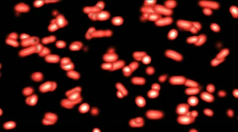Bacteria in red animation Stock-Footage 10809705