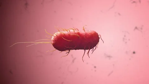Bacteria on Red Background Stock Footage 265030156