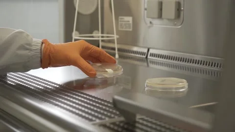 Bacteria sample Petri dish with MRSA being placed on lab rack by Stock Footage 131216999