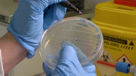 Bacteria screening Stock Footage 142336655