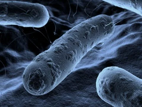 Bacteria seen under a  scanning microscope Stock Illustration