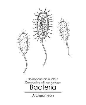 Bacteria, a single-celled organism Stock Illustration