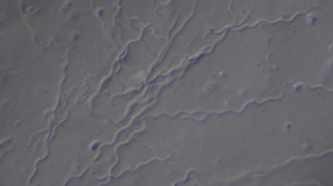 Bacteria (Spirochaetes) Stock Footage 64826688