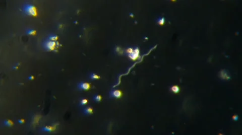 Bacteria (Spirochaetes) Stock Footage 64826954