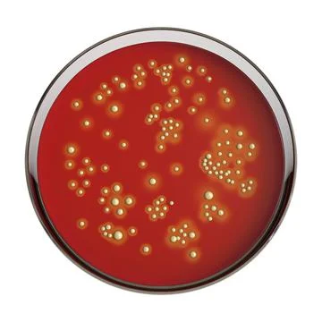 Bacteria Staphylococcus aureus, 3D illustration Ilustração Stock