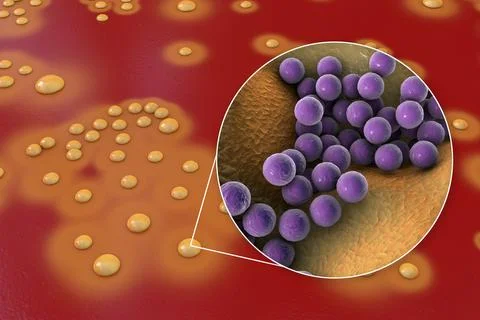 Bacteria Staphylococcus aureus, 3D illustration Illustrazione stock