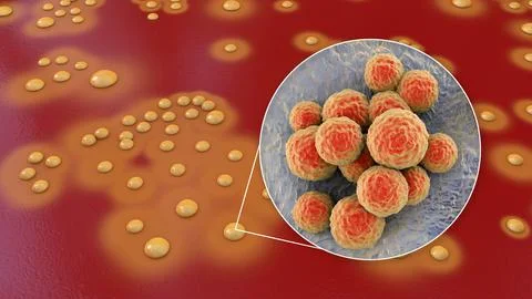 Bacteria Staphylococcus aureus, 3D illustration Ilustração Stock