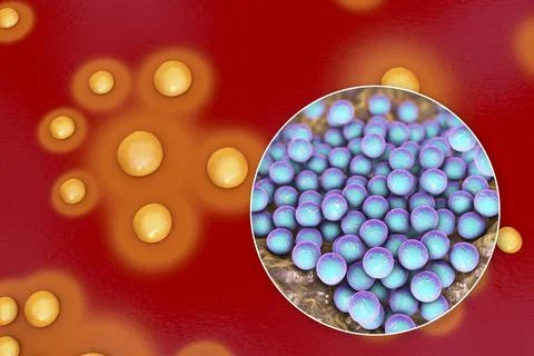 Bacteria Staphylococcus aureus, 3D illustration Stock Illustration