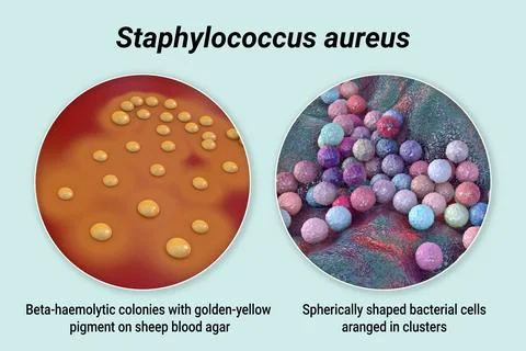 Bacteria Staphylococcus aureus, 3D illustration Illustrazione stock