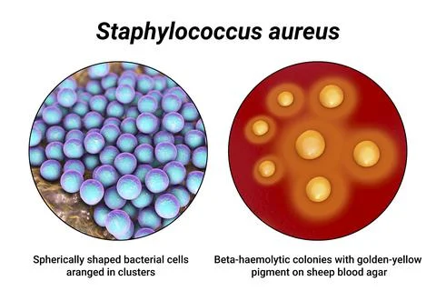 Bacteria Staphylococcus aureus, 3D illustration Ilustração Stock