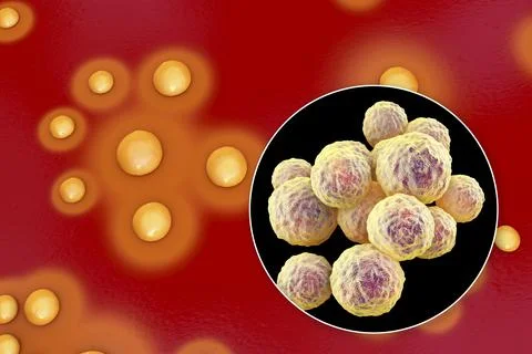Bacteria Staphylococcus aureus, 3D illustration Illustrazione stock