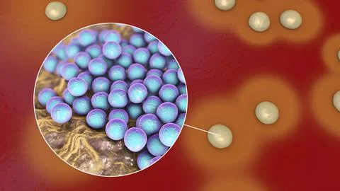 Bacteria Staphylococcus aureus, 3D illustration Illustrazione stock