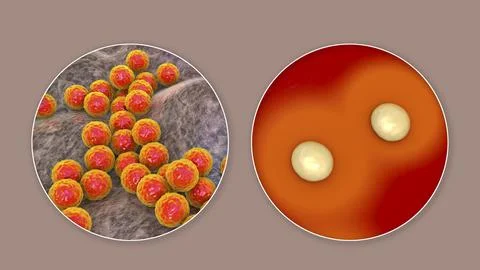 Bacteria Staphylococcus aureus, 3D illustration Ilustração Stock