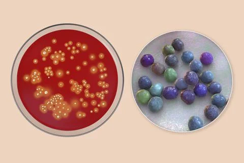 Bacteria Staphylococcus aureus, 3D illustration Stock Illustration