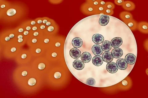 Bacteria Staphylococcus aureus, 3D illustration Illustrazione stock