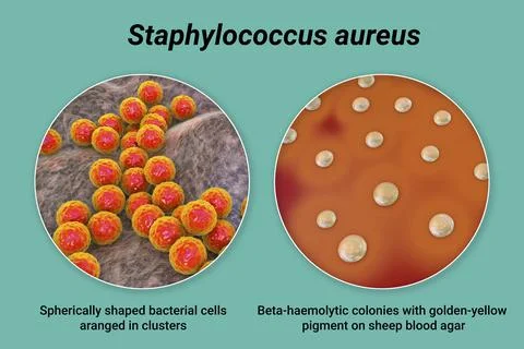 Bacteria Staphylococcus aureus, 3D illustration Ilustração Stock