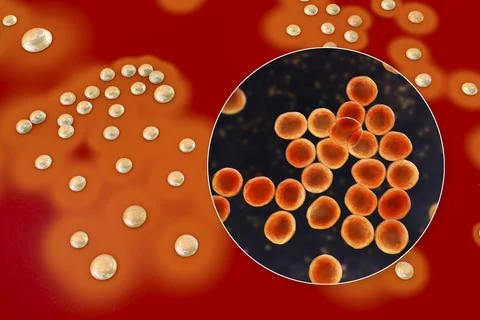 Bacteria Staphylococcus aureus, 3D illustration Stock Illustration