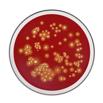 Bacteria Staphylococcus aureus, 3D illustration Stock Illustration