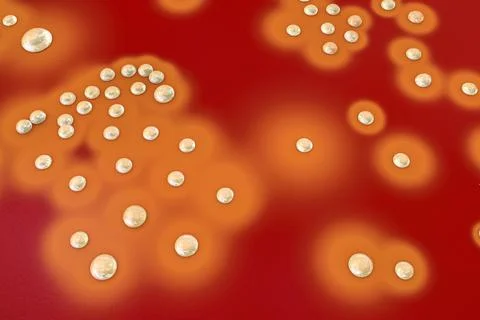Bacteria Staphylococcus aureus, 3D illustration Ilustração Stock