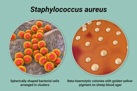 Bacteria Staphylococcus aureus, 3D illustration Illustrazione stock