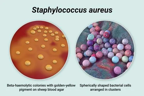 Bacteria Staphylococcus aureus, 3D illustration Ilustração Stock