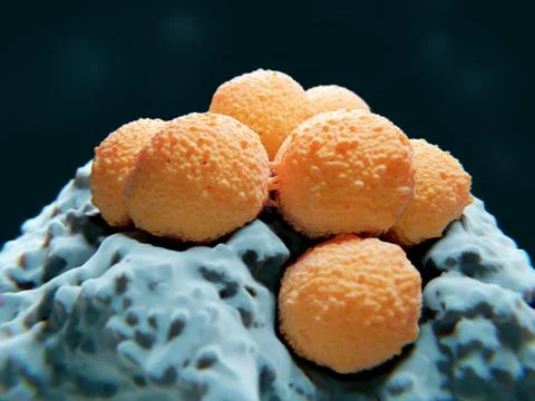 Bacteria: streptococci Stock Illustration