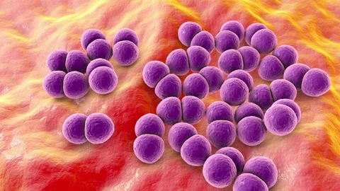Bacteria Streptococcus pneumoniae, 3D animation Stock Footage 154892778