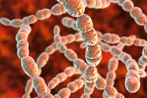 Bacteria Streptococcus thermophilus Stock Illustration