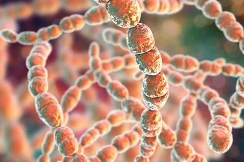 Bacteria Streptococcus thermophilus Stock Illustration