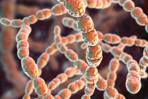 Bacteria Streptococcus thermophilus Stock Illustration